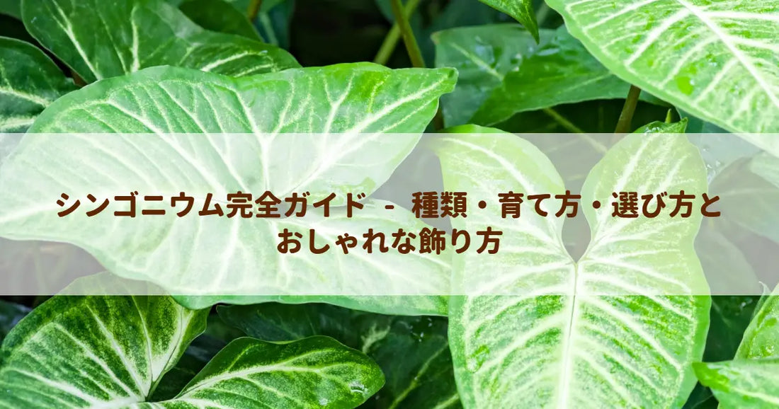 シンゴニウム完全ガイド - 種類・育て方・選び方とおしゃれな飾り方