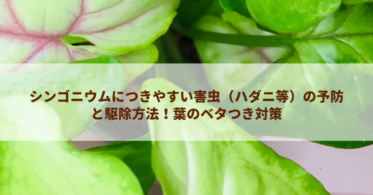シンゴニウムにつきやすい害虫（ハダニ等）の予防と駆除方法！葉のベタつき対策