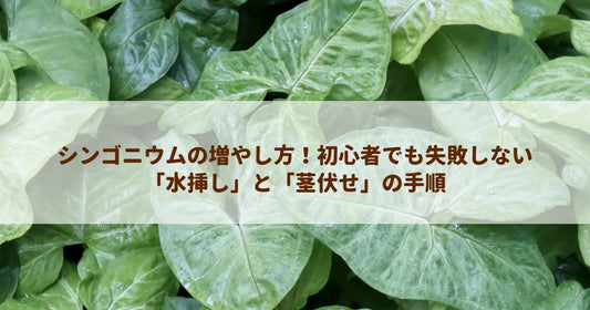 シンゴニウムの増やし方！初心者でも失敗しない「水挿し」と「茎伏せ」の手順