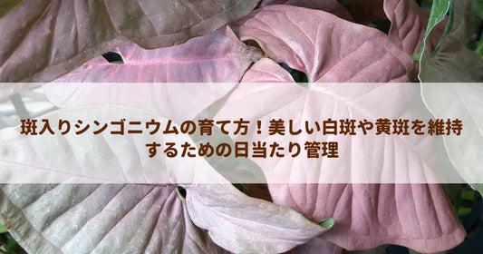 斑入りシンゴニウムの育て方！美しい白斑や黄斑を維持するための日当たり管理