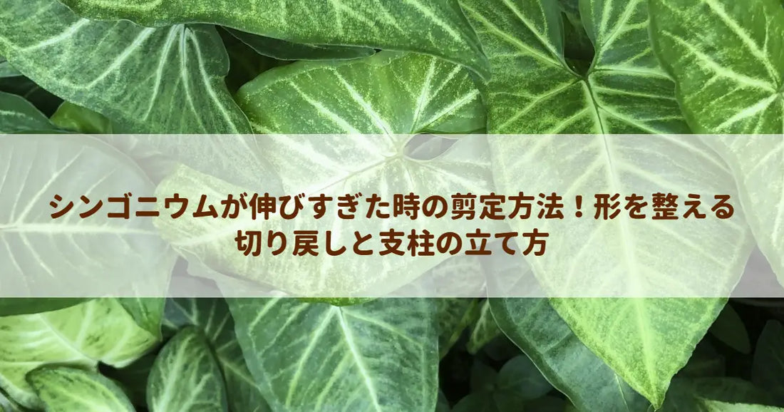 シンゴニウムが伸びすぎた時の剪定方法！形を整える切り戻しと支柱の立て方