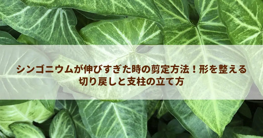 シンゴニウムが伸びすぎた時の剪定方法！形を整える切り戻しと支柱の立て方