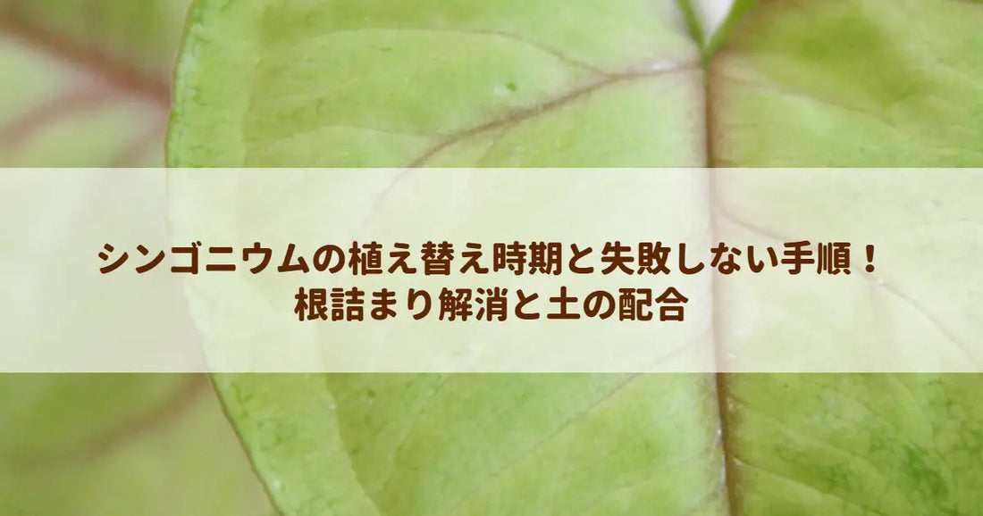 シンゴニウムの植え替え時期と失敗しない手順！根詰まり解消と土の配合