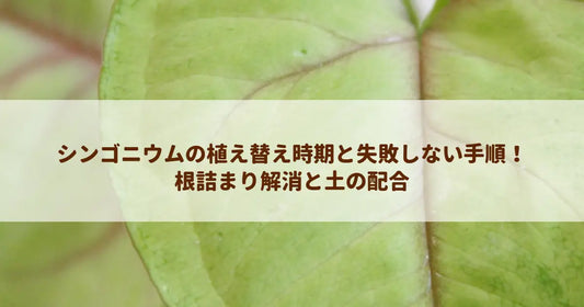 シンゴニウムの植え替え時期と失敗しない手順！根詰まり解消と土の配合