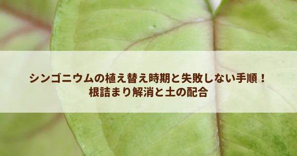 シンゴニウムの植え替え時期と失敗しない手順！根詰まり解消と土の配合