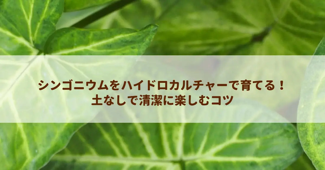 シンゴニウムをハイドロカルチャーで育てる！土なしで清潔に楽しむコツ