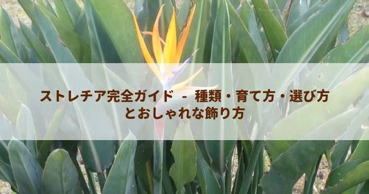 ストレチア完全ガイド - 種類・育て方・選び方とおしゃれな飾り方