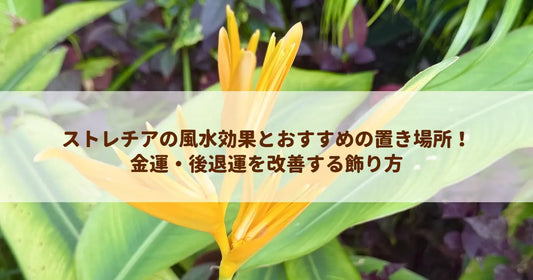 ストレチアの風水効果とおすすめの置き場所！金運・後退運を改善する飾り方