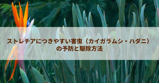 ストレチアにつきやすい害虫（カイガラムシ・ハダニ）の予防と駆除方法