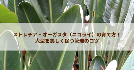 ストレチア・オーガスタ（ニコライ）の育て方！大型を美しく保つ管理のコツ
