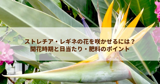 ストレチア・レギネの花を咲かせるには？開花時期と日当たり・肥料のポイント