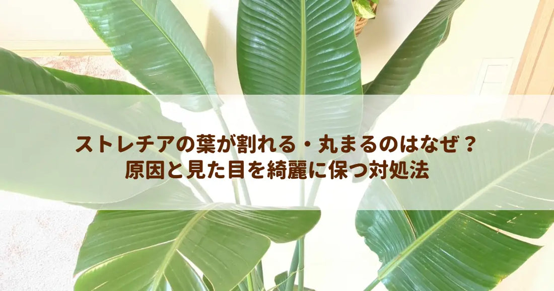 ストレチアの葉が割れる・丸まるのはなぜ?原因と見た目を綺麗に保つ対処法 – MU Plants
