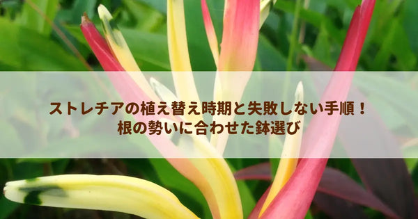 ストレチアの植え替え時期と失敗しない手順！根の勢いに合わせた鉢選び