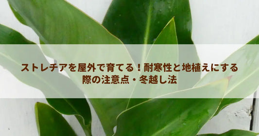 ストレチアを屋外で育てる！耐寒性と地植えにする際の注意点・冬越し法