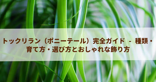 トックリラン（ポニーテール）完全ガイド - 種類・育て方・選び方とおしゃれな飾り方
