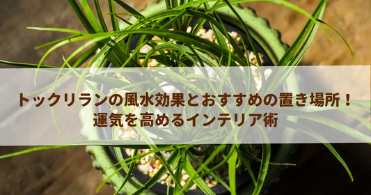 トックリランの風水効果とおすすめの置き場所！運気を高めるインテリア術