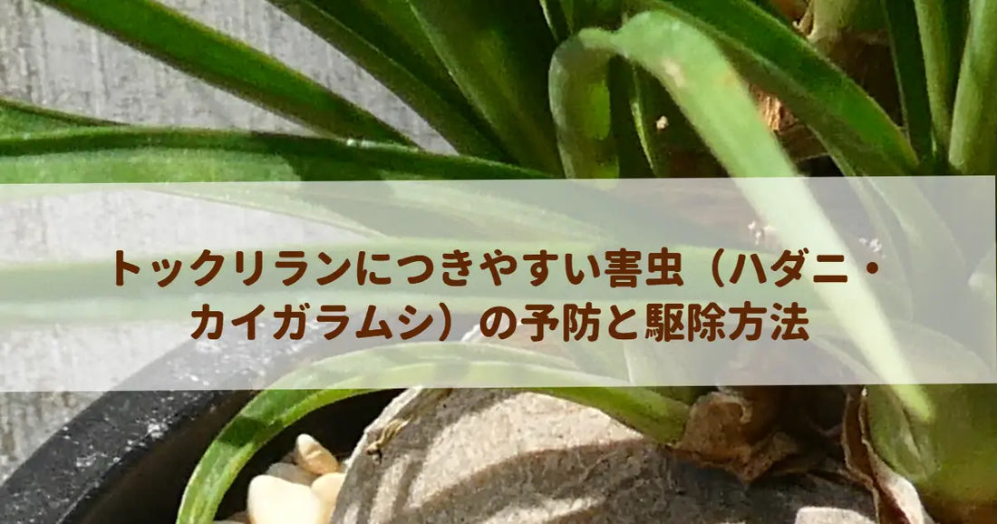 トックリランにつきやすい害虫（ハダニ・カイガラムシ）の予防と駆除方法
