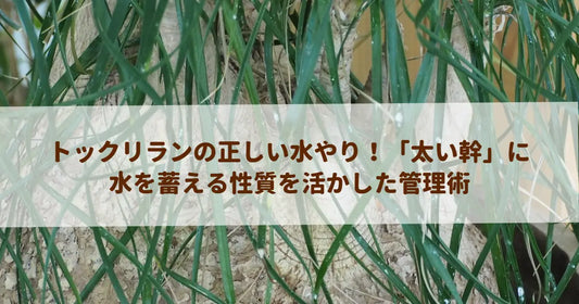 トックリランの正しい水やり！「太い幹」に水を蓄える性質を活かした管理術