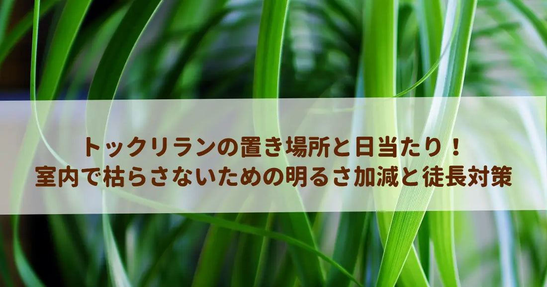 トックリランの置き場所と日当たり！室内で枯らさないための明るさ加減と徒長対策