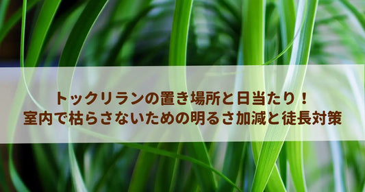 トックリランの置き場所と日当たり！室内で枯らさないための明るさ加減と徒長対策