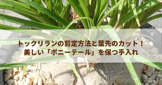トックリランの剪定方法と葉先のカット！美しい「ポニーテール」を保つ手入れ