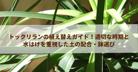 トックリランの植え替えガイド！適切な時期と水はけを重視した土の配合・鉢選び