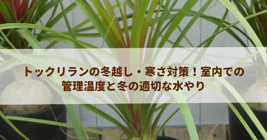 トックリランの冬越し・寒さ対策！室内での管理温度と冬の適切な水やり