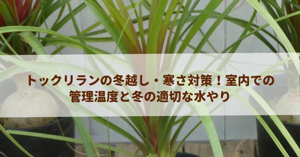 トックリランの冬越し・寒さ対策！室内での管理温度と冬の適切な水やり