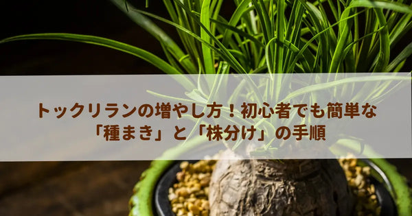 トックリランの増やし方！初心者でも簡単な「種まき」と「株分け」の手順