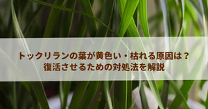トックリランの葉が黄色い・枯れる原因は？復活させるための対処法を解説