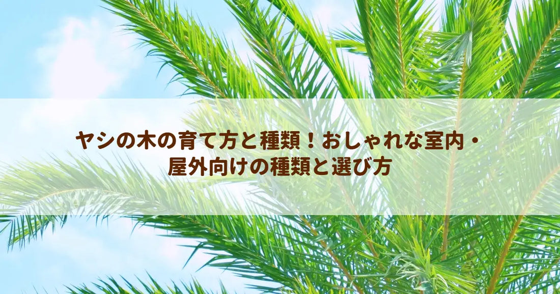 ヤシの木の育て方と種類！おしゃれな室内・屋外向けの種類と選び方