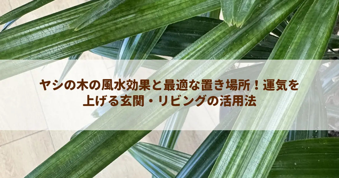 ヤシの木の風水効果と最適な置き場所！運気を上げる玄関・リビングの活用法