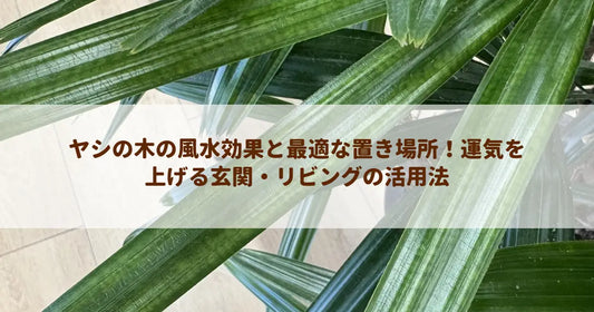 ヤシの木の風水効果と最適な置き場所！運気を上げる玄関・リビングの活用法