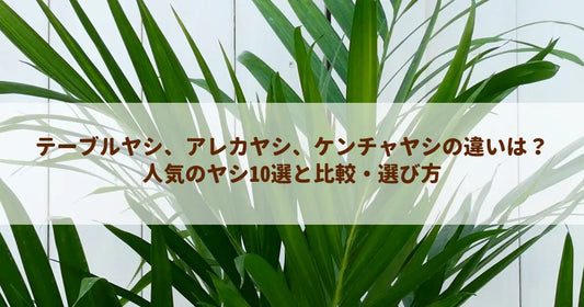 テーブルヤシ、アレカヤシ、ケンチャヤシの違いは？人気のヤシ10選と比較・選び方
