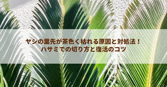 ヤシの葉先が茶色く枯れる原因と対処法！ハサミでの切り方と復活のコツ
