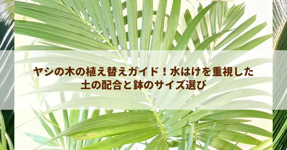 ヤシの木の植え替えガイド！水はけを重視した土の配合と鉢のサイズ選び