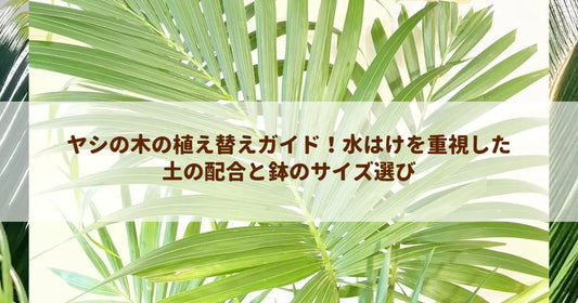 ヤシの木の植え替えガイド！水はけを重視した土の配合と鉢のサイズ選び