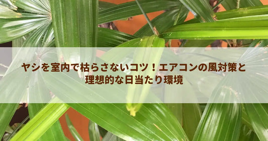ヤシを室内で枯らさないコツ！エアコンの風対策と理想的な日当たり環境