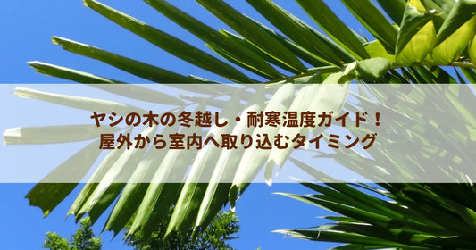 ヤシの木の冬越し・耐寒温度ガイド！屋外から室内へ取り込むタイミング