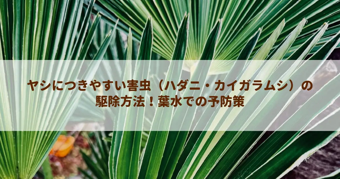 ヤシにつきやすい害虫（ハダニ・カイガラムシ）の駆除方法！葉水での予防策