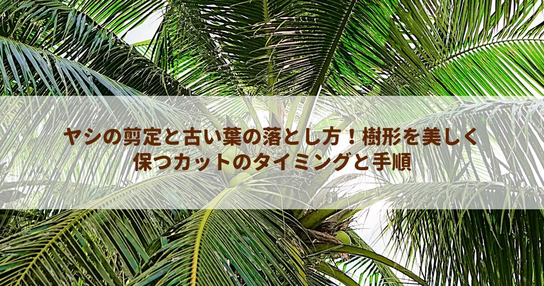 ヤシの剪定と古い葉の落とし方！樹形を美しく保つカットのタイミングと手順