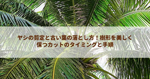 ヤシの剪定と古い葉の落とし方！樹形を美しく保つカットのタイミングと手順