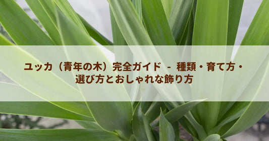 ユッカ（青年の木）完全ガイド - 種類・育て方・選び方とおしゃれな飾り方