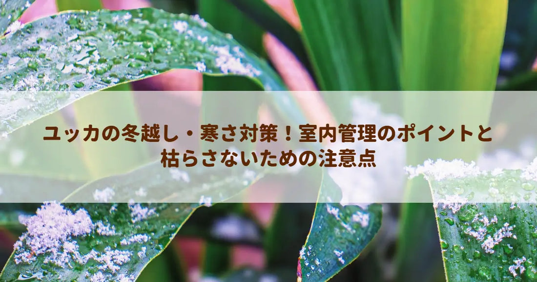 ユッカの冬越し・寒さ対策！室内管理のポイントと枯らさないための注意点