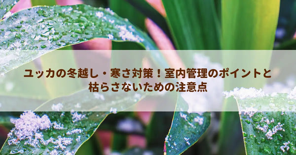 ユッカの冬越し・寒さ対策！室内管理のポイントと枯らさないための注意点