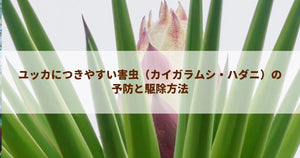 ユッカにつきやすい害虫（カイガラムシ・ハダニ）の予防と駆除方法