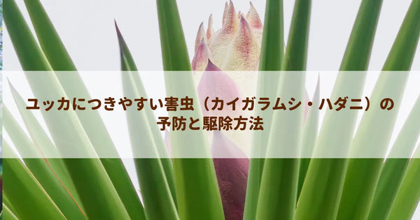 ユッカにつきやすい害虫（カイガラムシ・ハダニ）の予防と駆除方法
