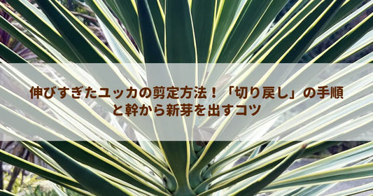伸びすぎたユッカの剪定方法！「切り戻し」の手順と幹から新芽を出すコツ