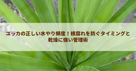ユッカの正しい水やり頻度！根腐れを防ぐタイミングと乾燥に強い管理術