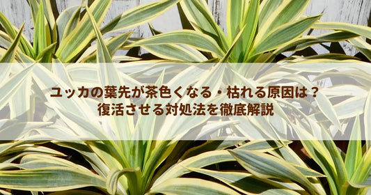 ユッカの葉先が茶色くなる・枯れる原因は？復活させる対処法を徹底解説